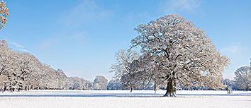 那不勒斯前锋进球如潮，瞄准意甲射手王